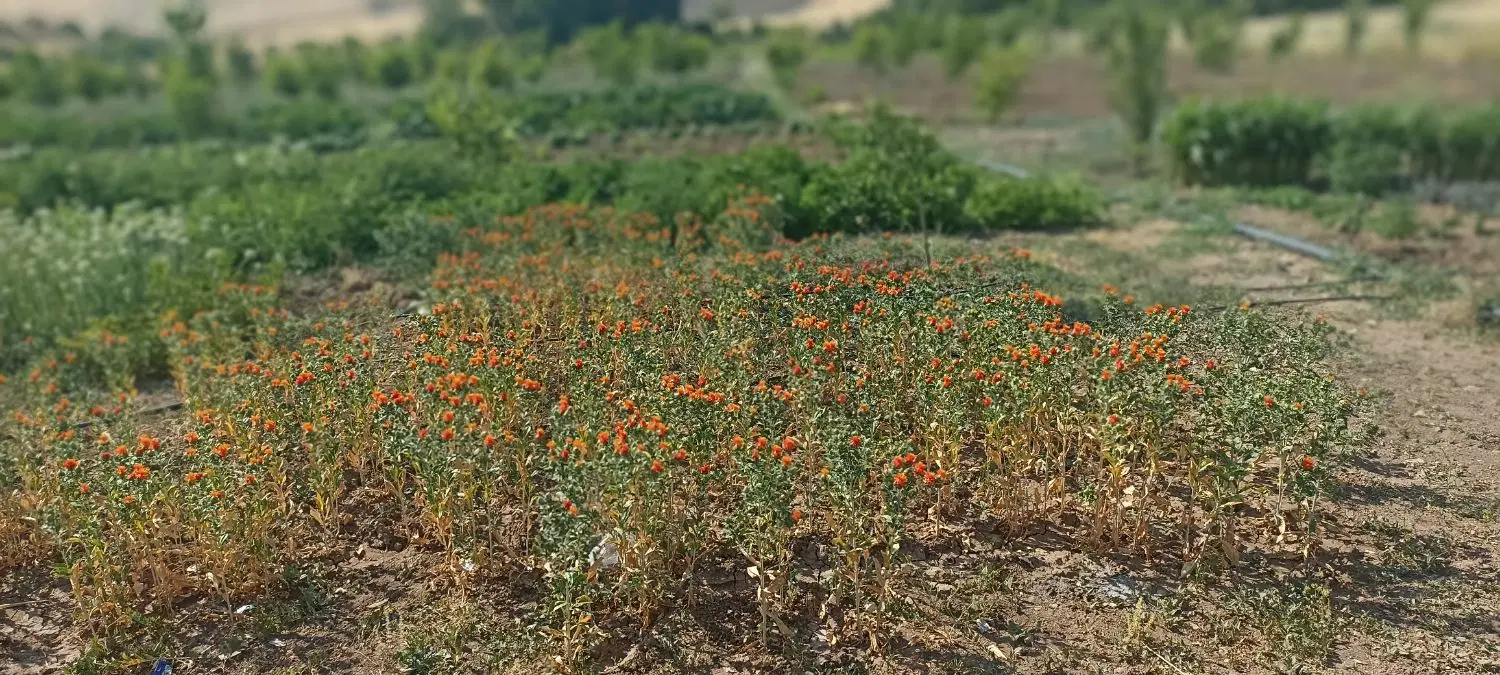 یک هکتار باغ روی جاده اصلی تنگیور