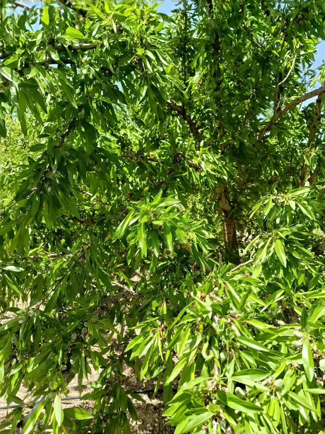زمین500متری بادام و میوه گیلاس و گردو و زردآلو