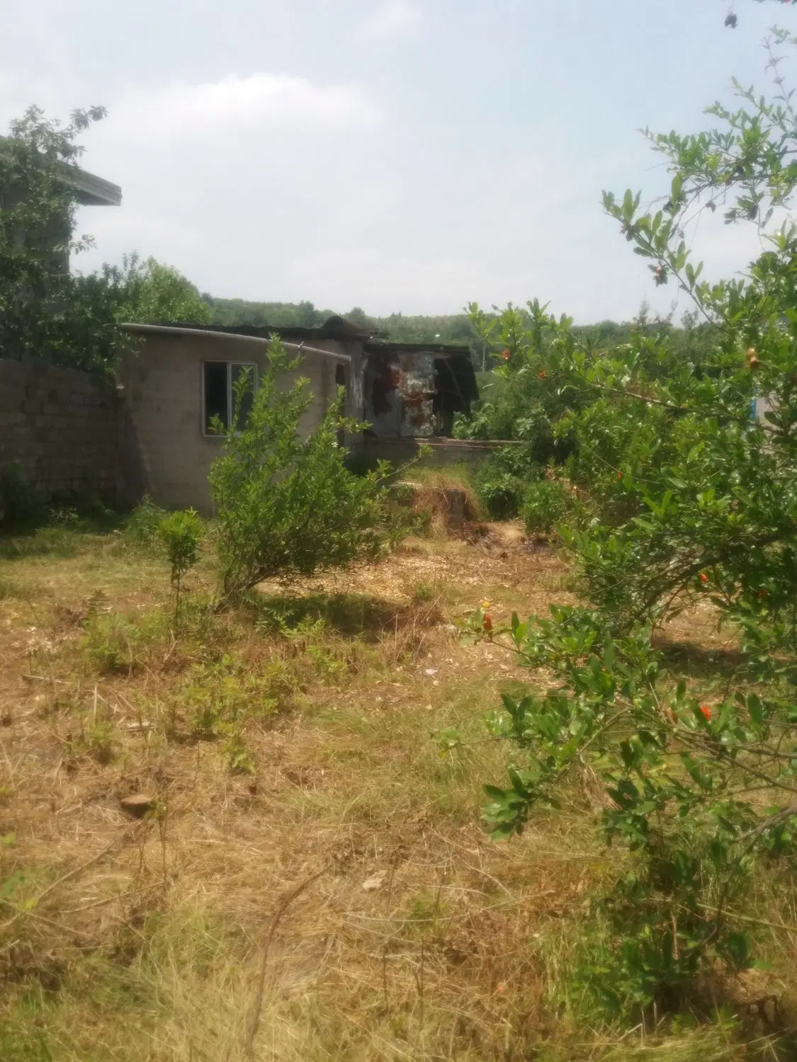 ۲۸۰مترزمین مسکونی درقائمشهرروستای جنگلی وسطی کلا ه