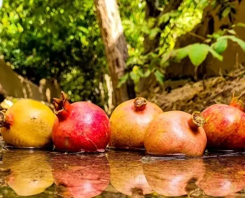 فروش زمین باغ انار
