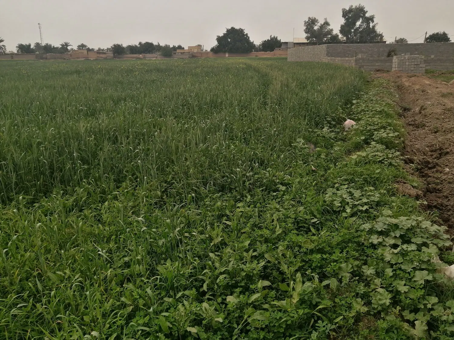 زمین در روستای شلیلی بزرگ شوشتر ،