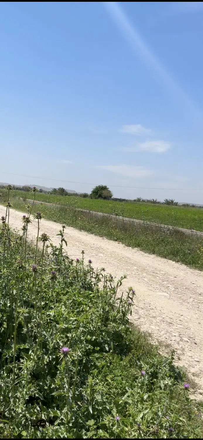 زمین