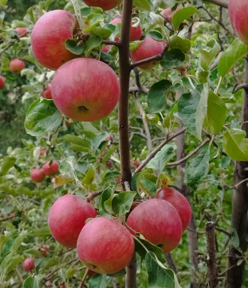 اجاره باغ انگور و درخت های گردو
