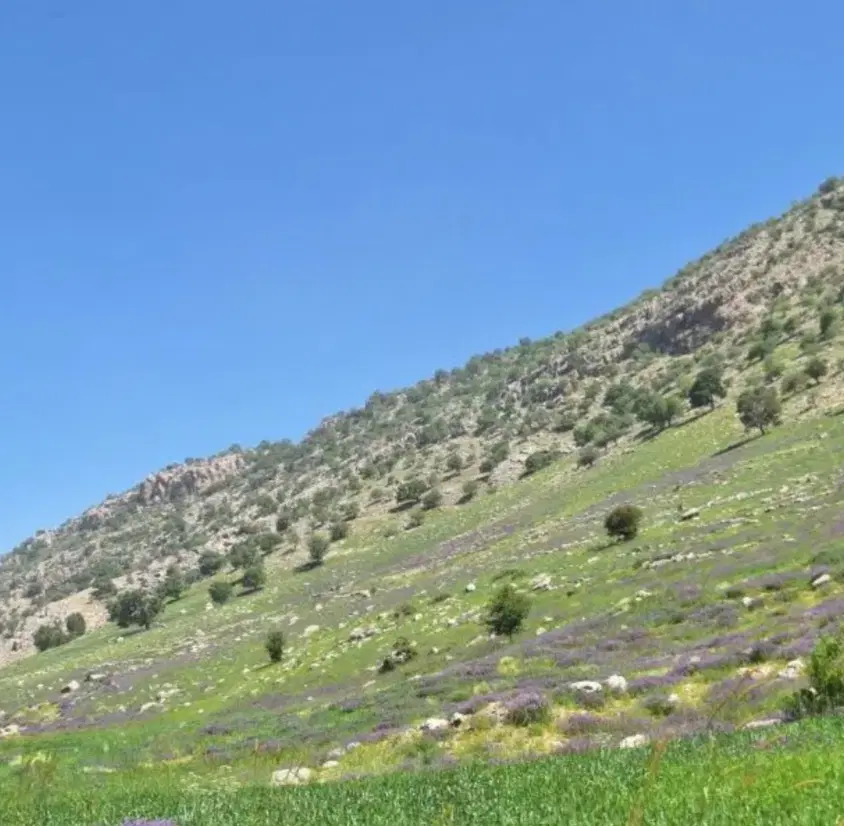 باغ گردو