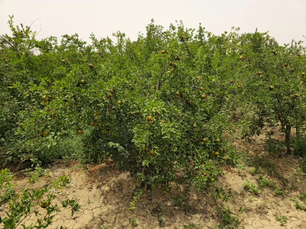 زمین سندتک برگ
