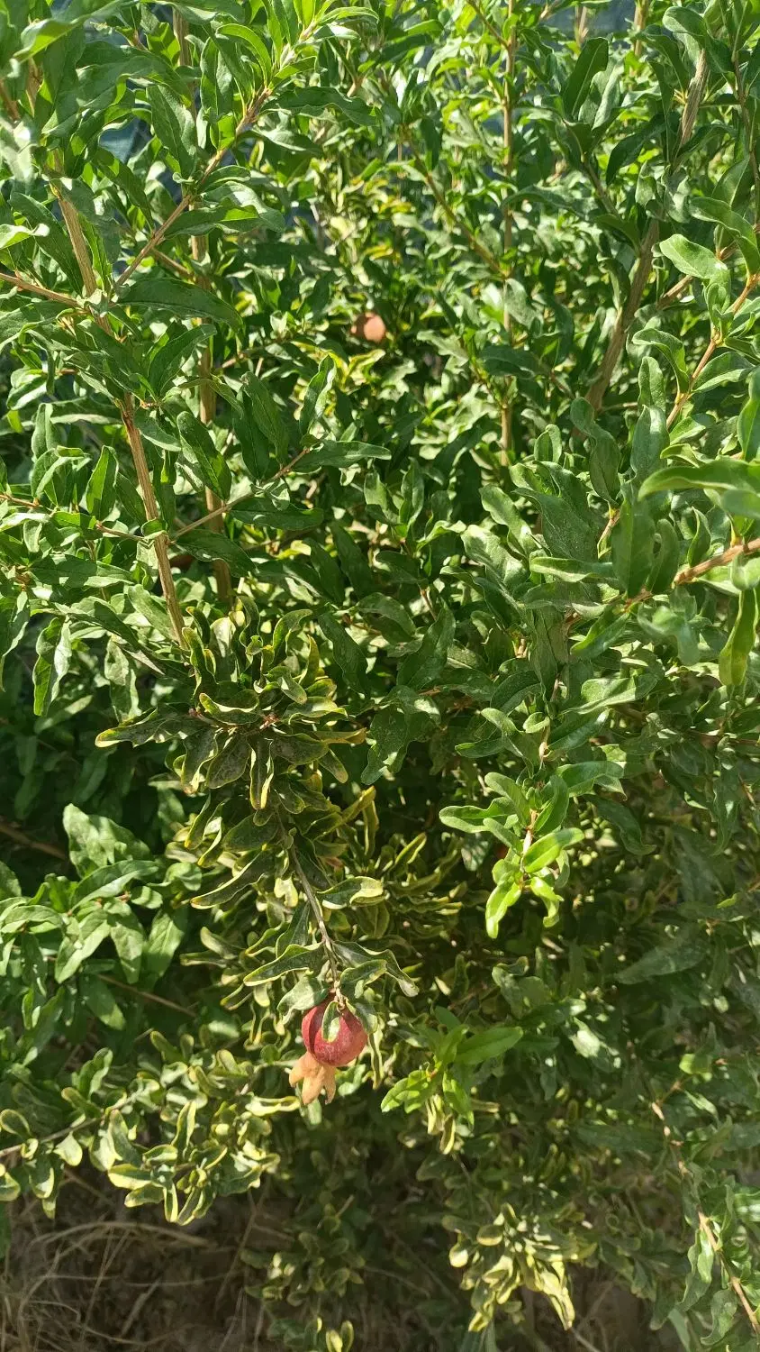زمین باغچه