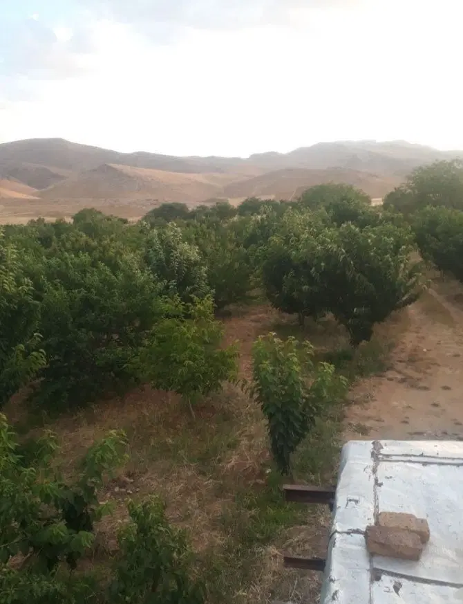 باغ گیلاس و زمین کشاورزی