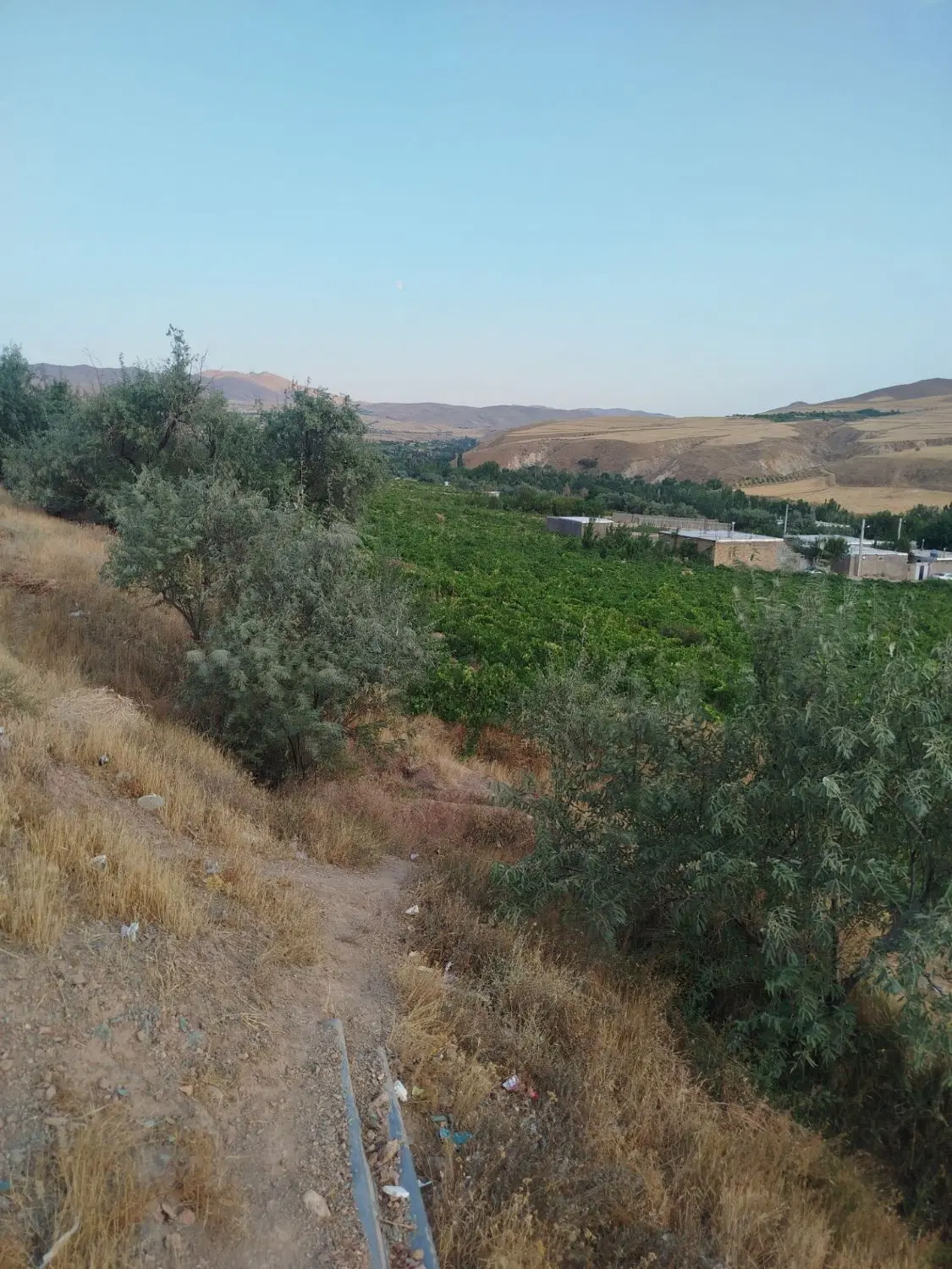 باغ انگور