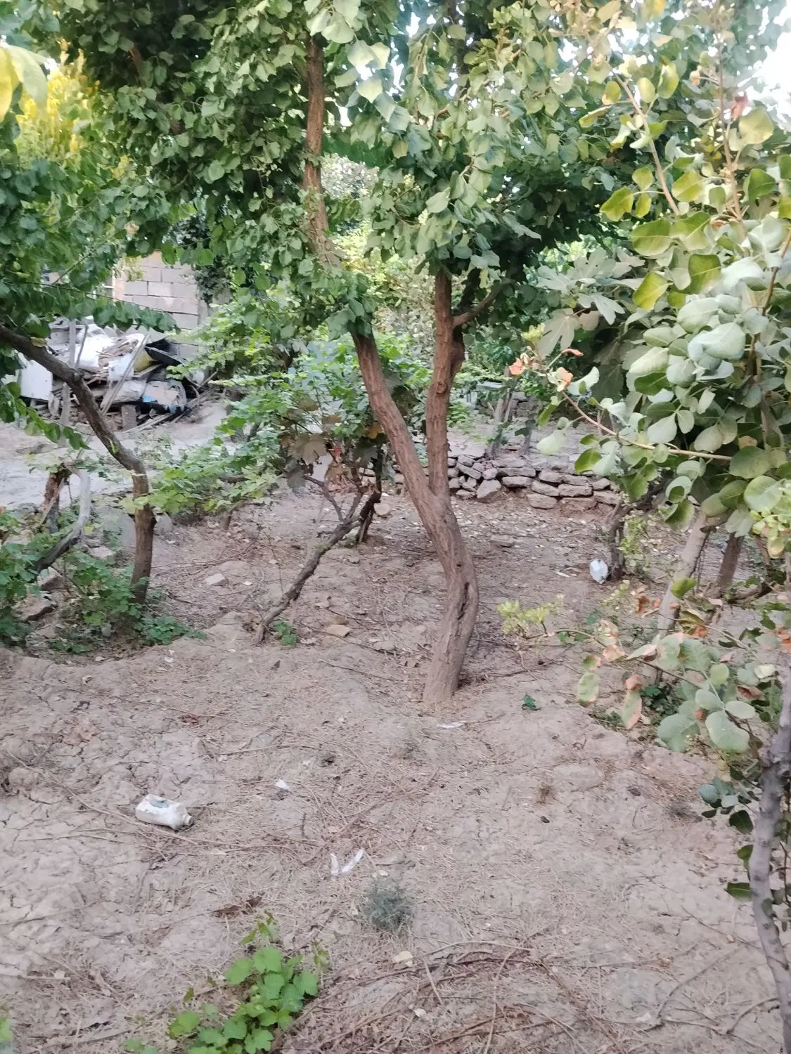 باغچه نقلی