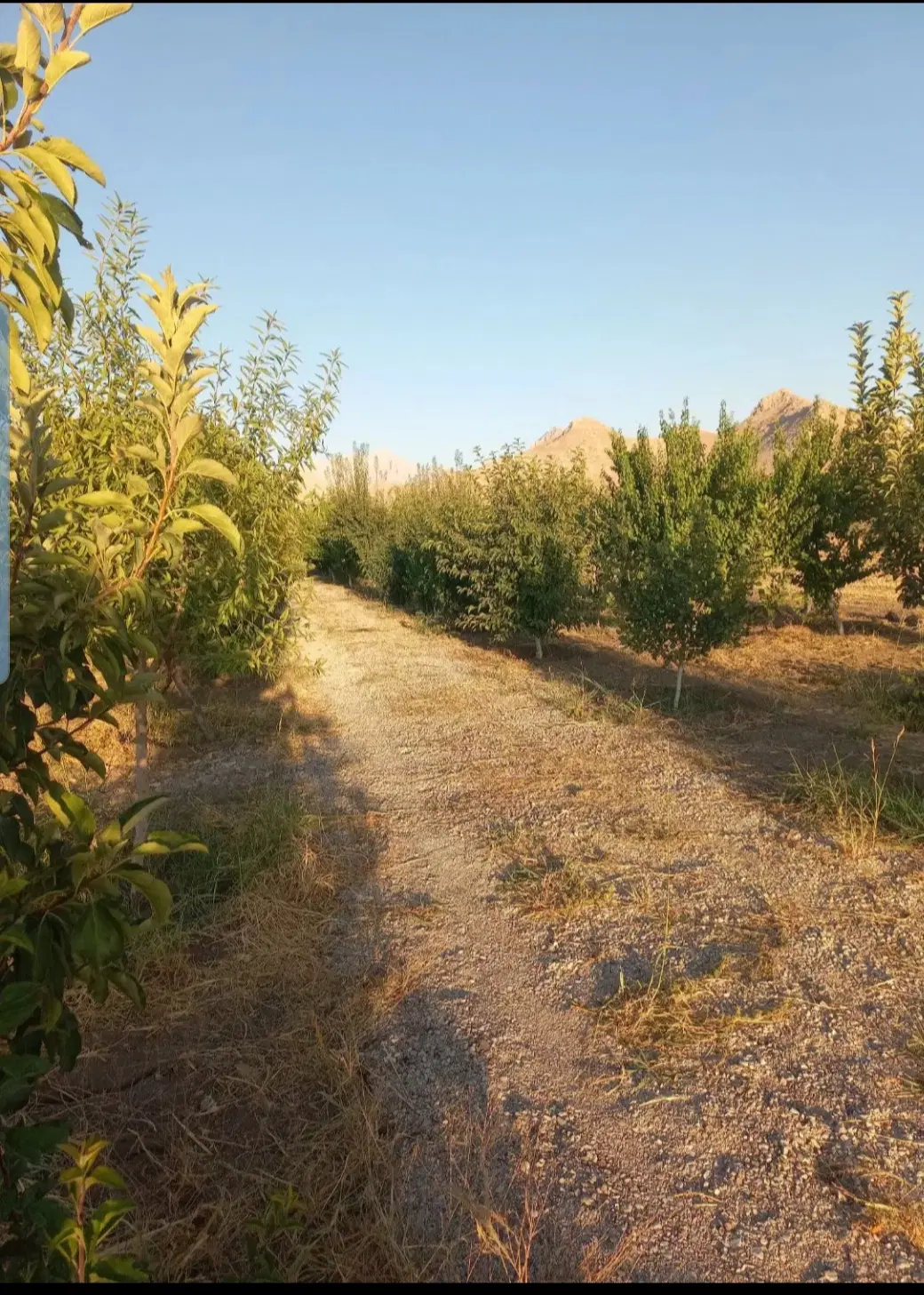 ۵۰۰۰ متر باغ بادام روستای گردشگری کانی شریف