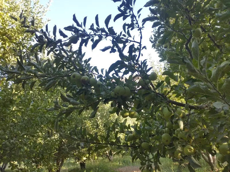 زمین 44متری فنس بوشهر
