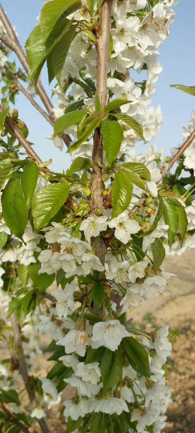 ۷۰۰متر زمین باغی