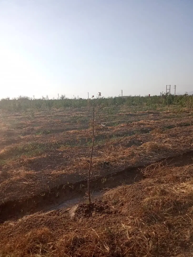زمین باغی