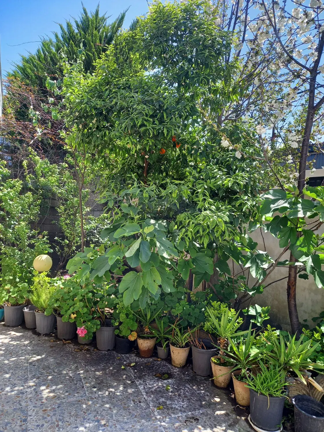 فروش باغچه ویلا مناسب برای آپارتمان سازی