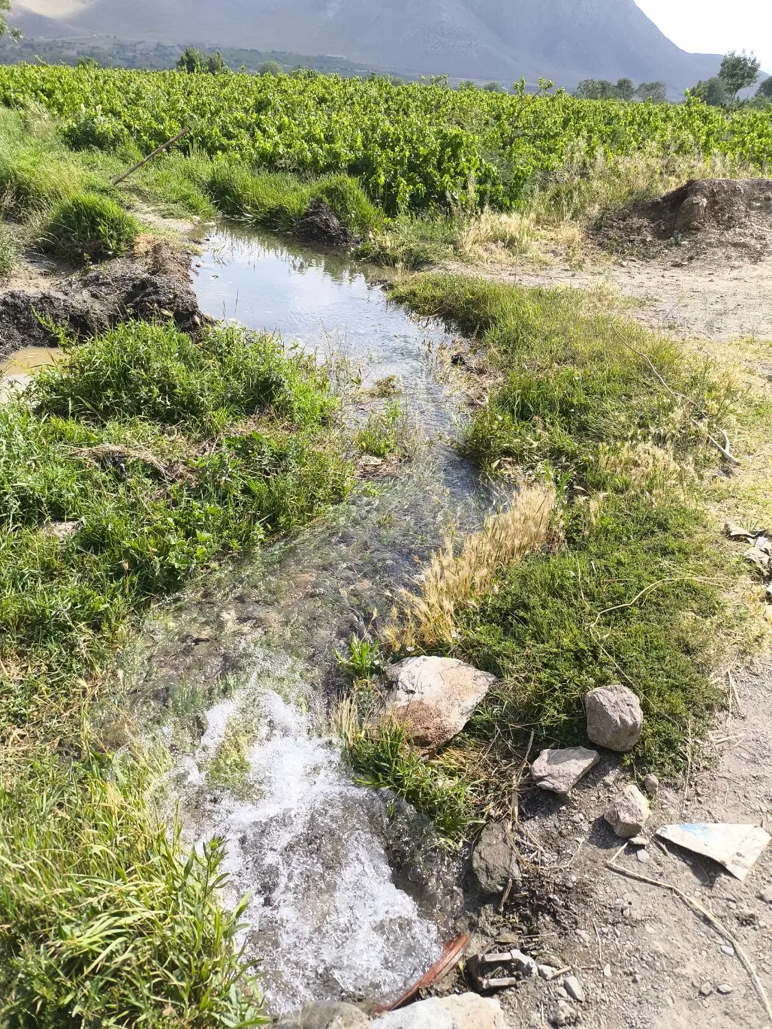 باغ