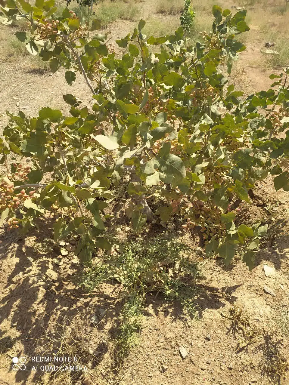 فروش باغ پسته