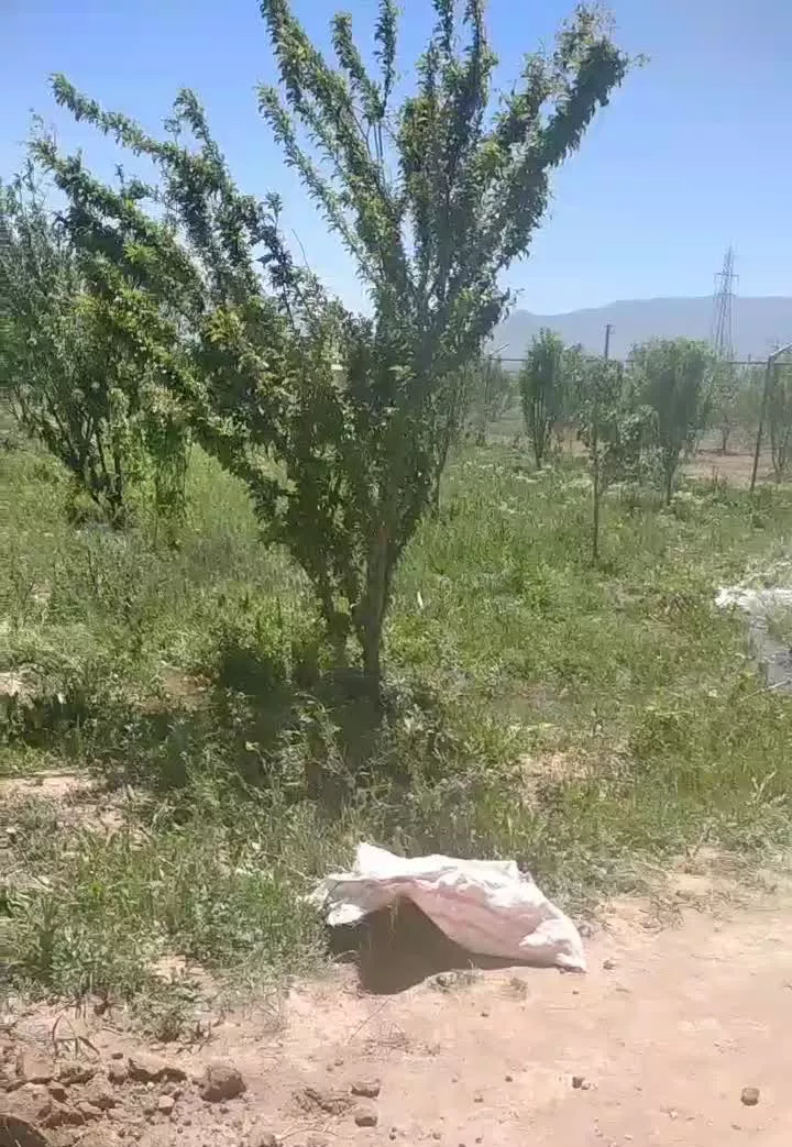 باغ فروشی مهاجران
