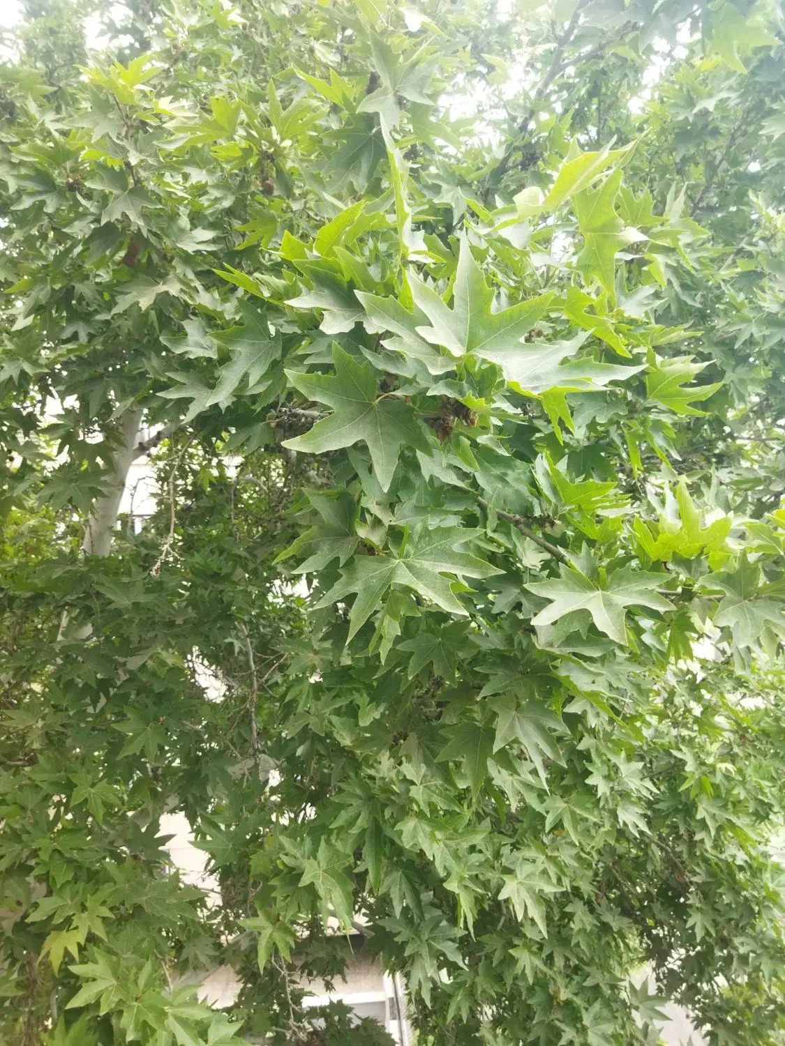 باغچه