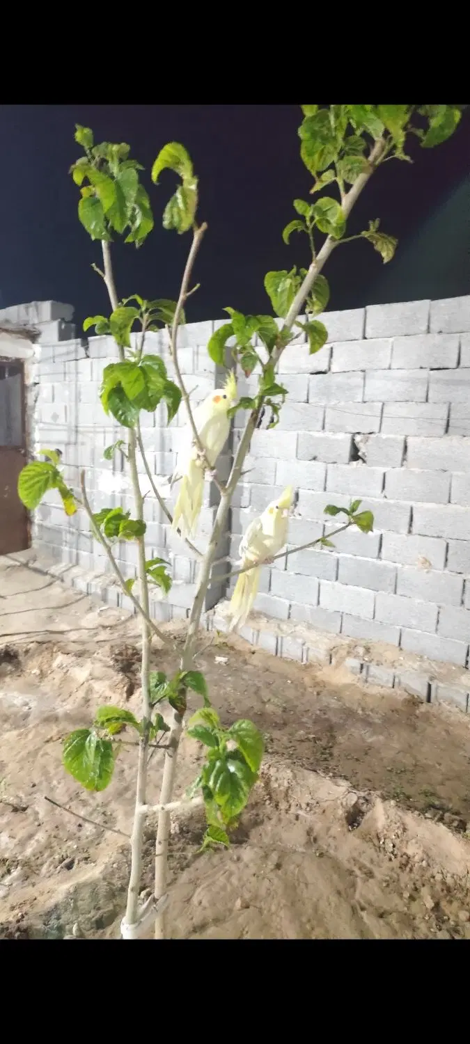 چهار دیواری کشاورز