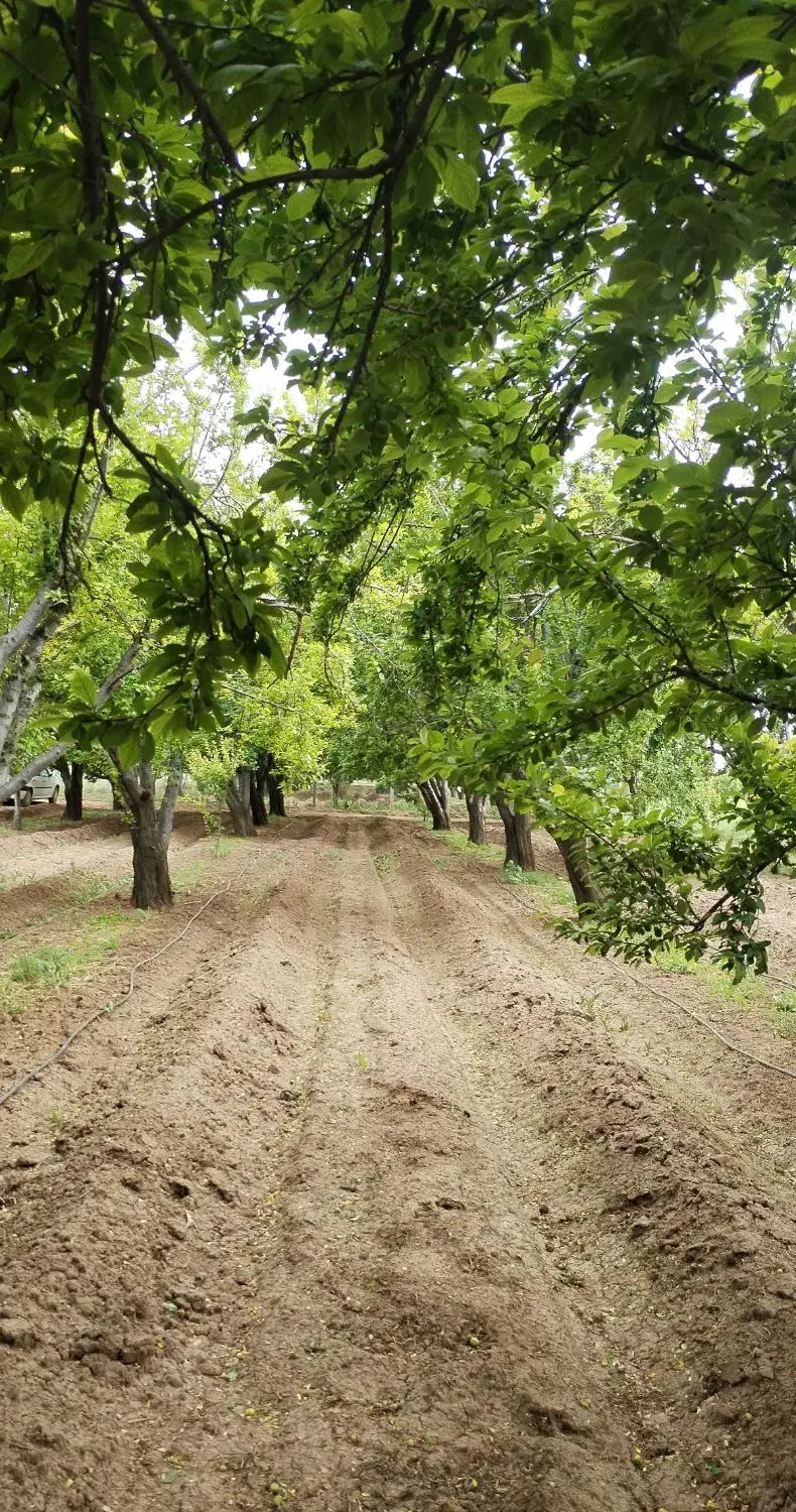 باغ قدیم آباد گوجه سبز و گلابی