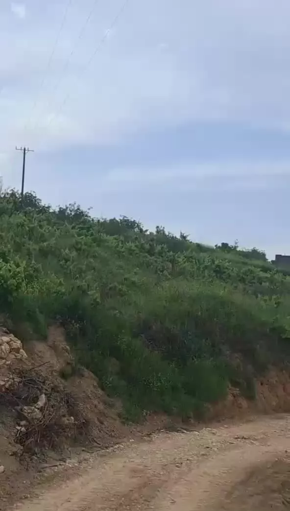 باغ فروشی در جاده قدیم بدرانلو