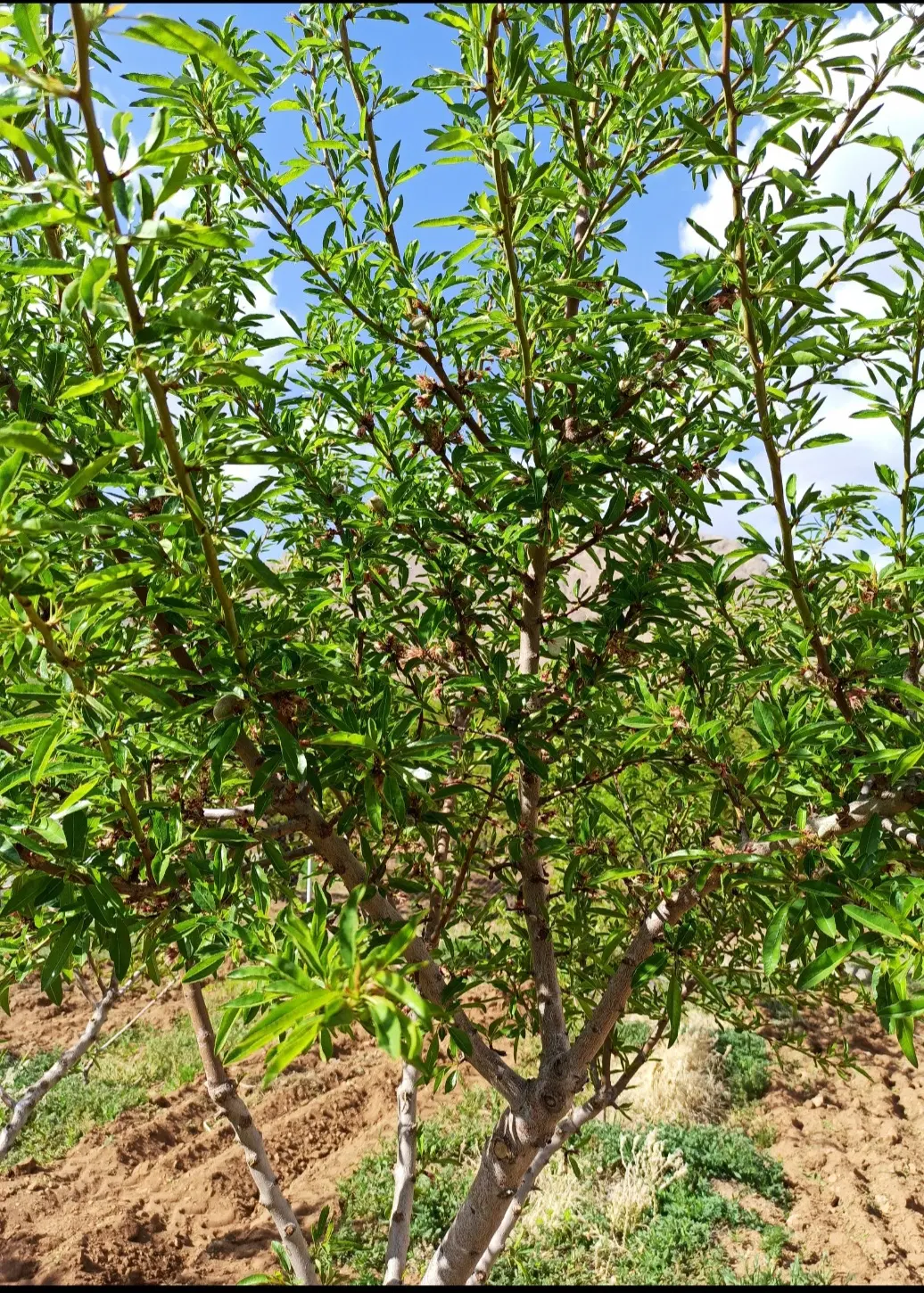 باغ ویلا طرح عمان 5500 متر