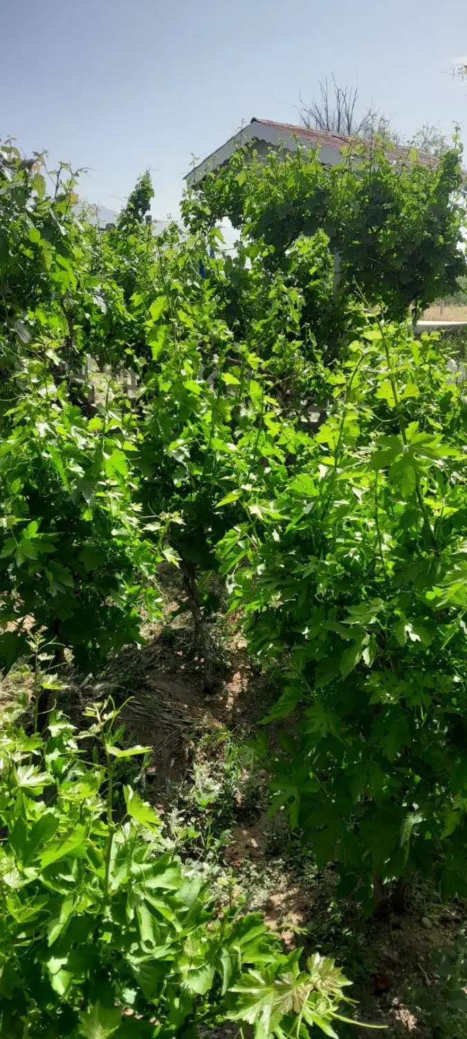 باغ ابتدای روستای فوشنجان