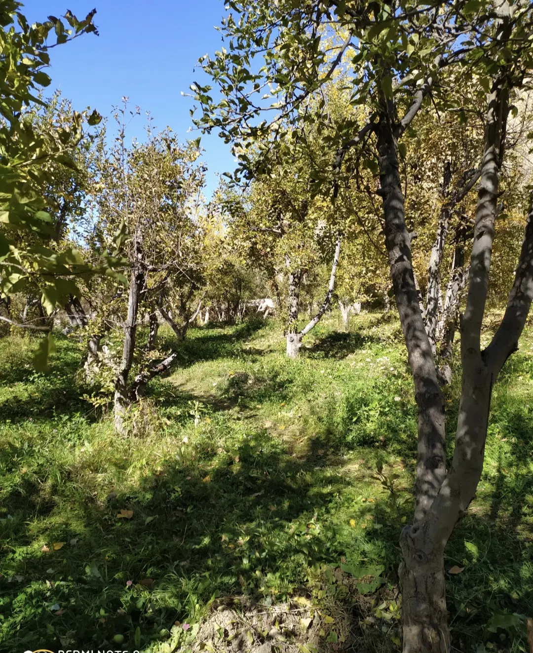 زمین باغی دارای درخت سیب