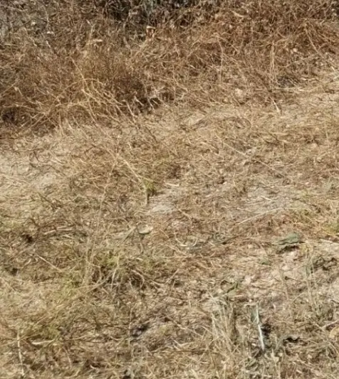 زمین کشاورزی