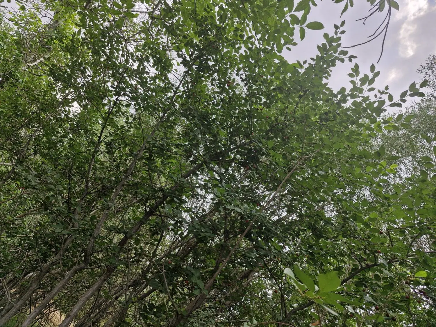 فروش باغچه گوغر گودال