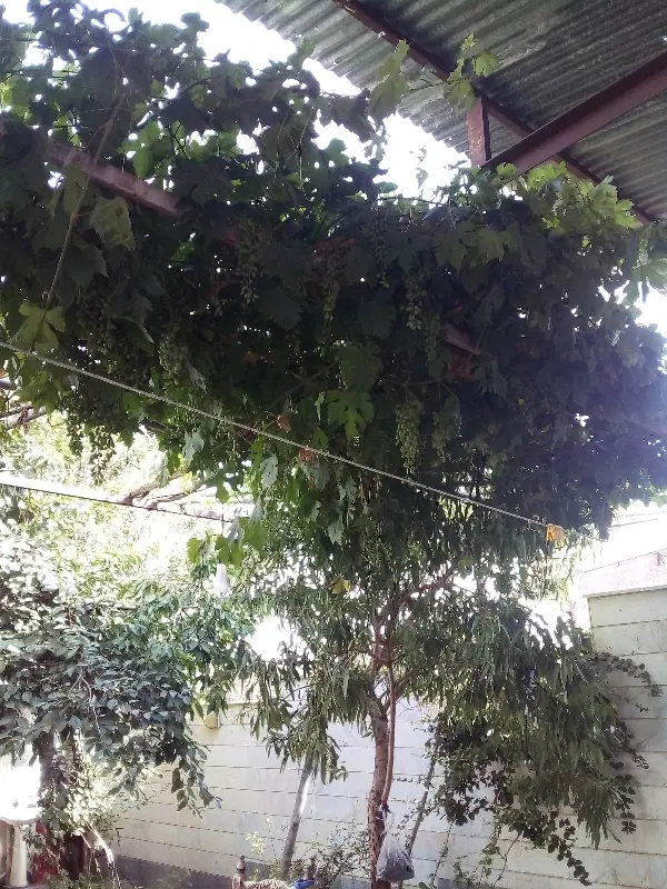 زمین ورسان