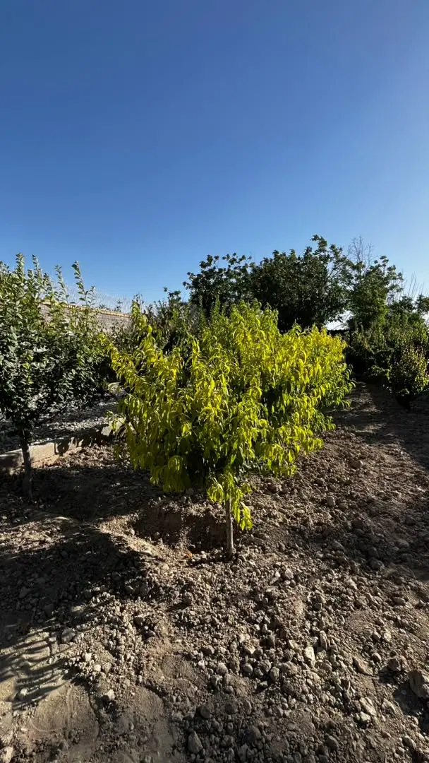 ۵۰۰ متر_باغ چهاردیواری_سنددار_باغدشت