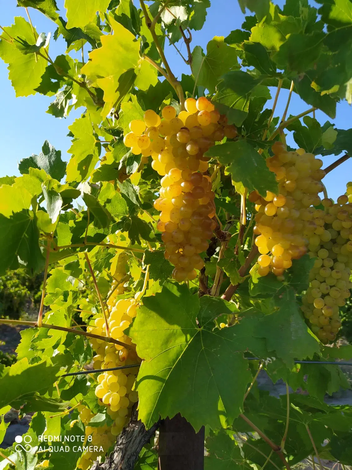 باغ انگور. روستای ارجق