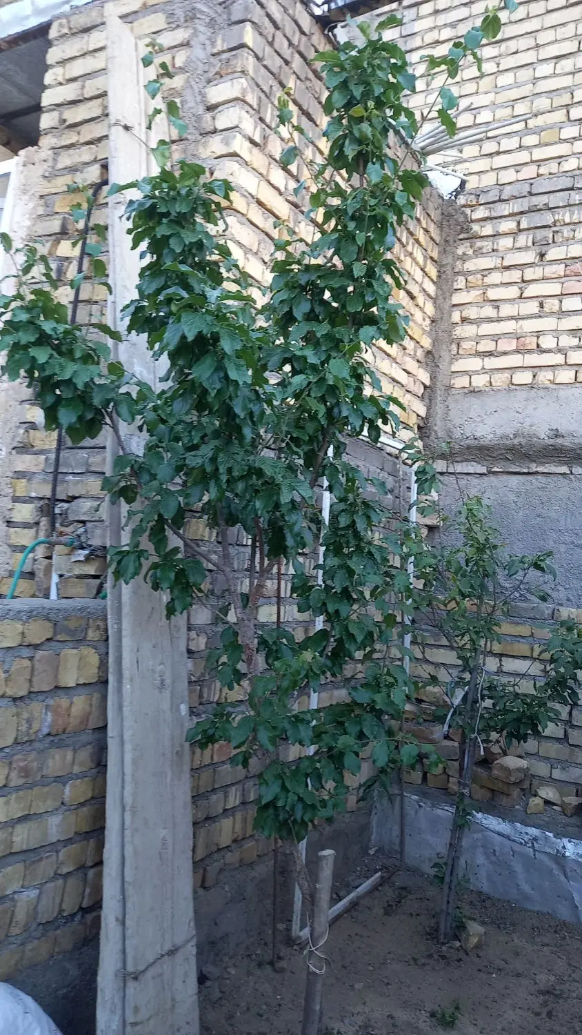 خانه فروشی  روستای فردو