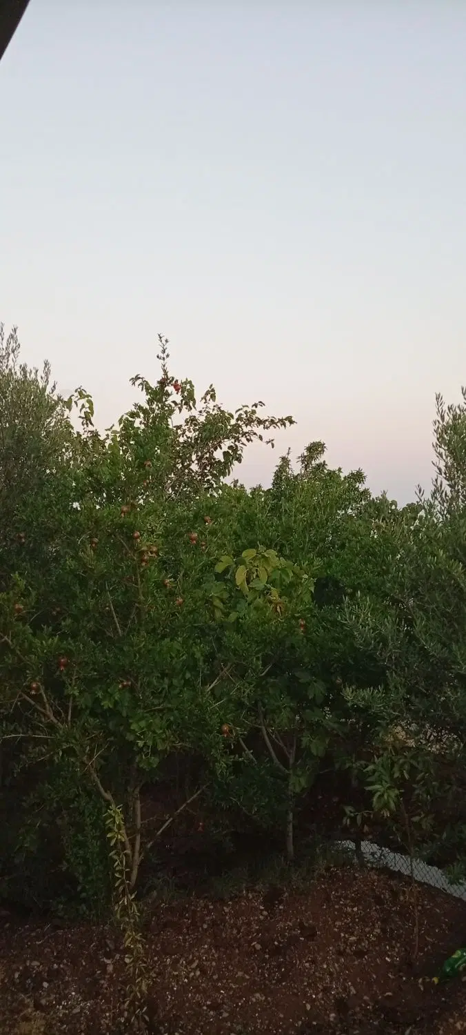 باغ اول سیدقلی