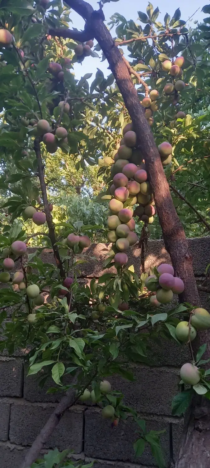 باغ چهار دیواری با درختان قدیمی چسبیده به شهریار