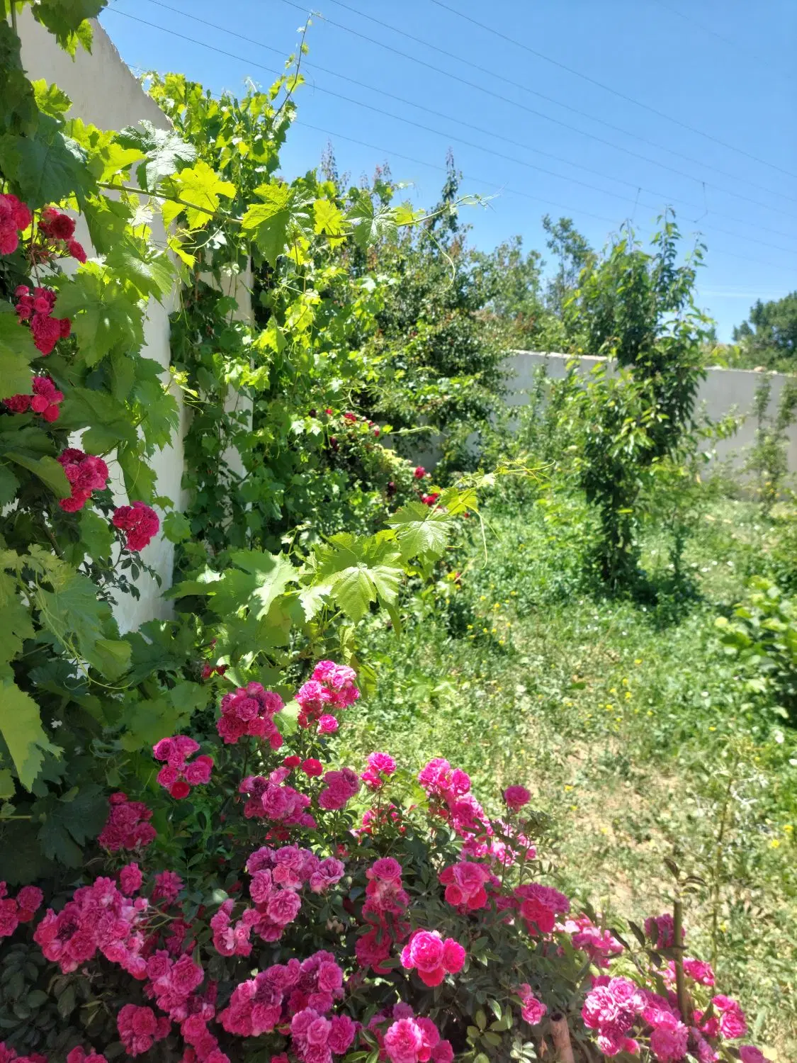 باغ حیدره .مشاور صفری