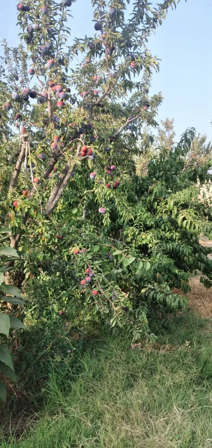 باغچه 300متری دنج