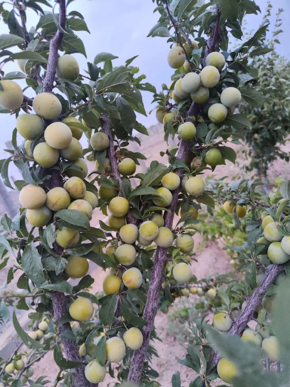 فروش زمین ۱۰۰۰متری در مجموعه آنجلس ملارد