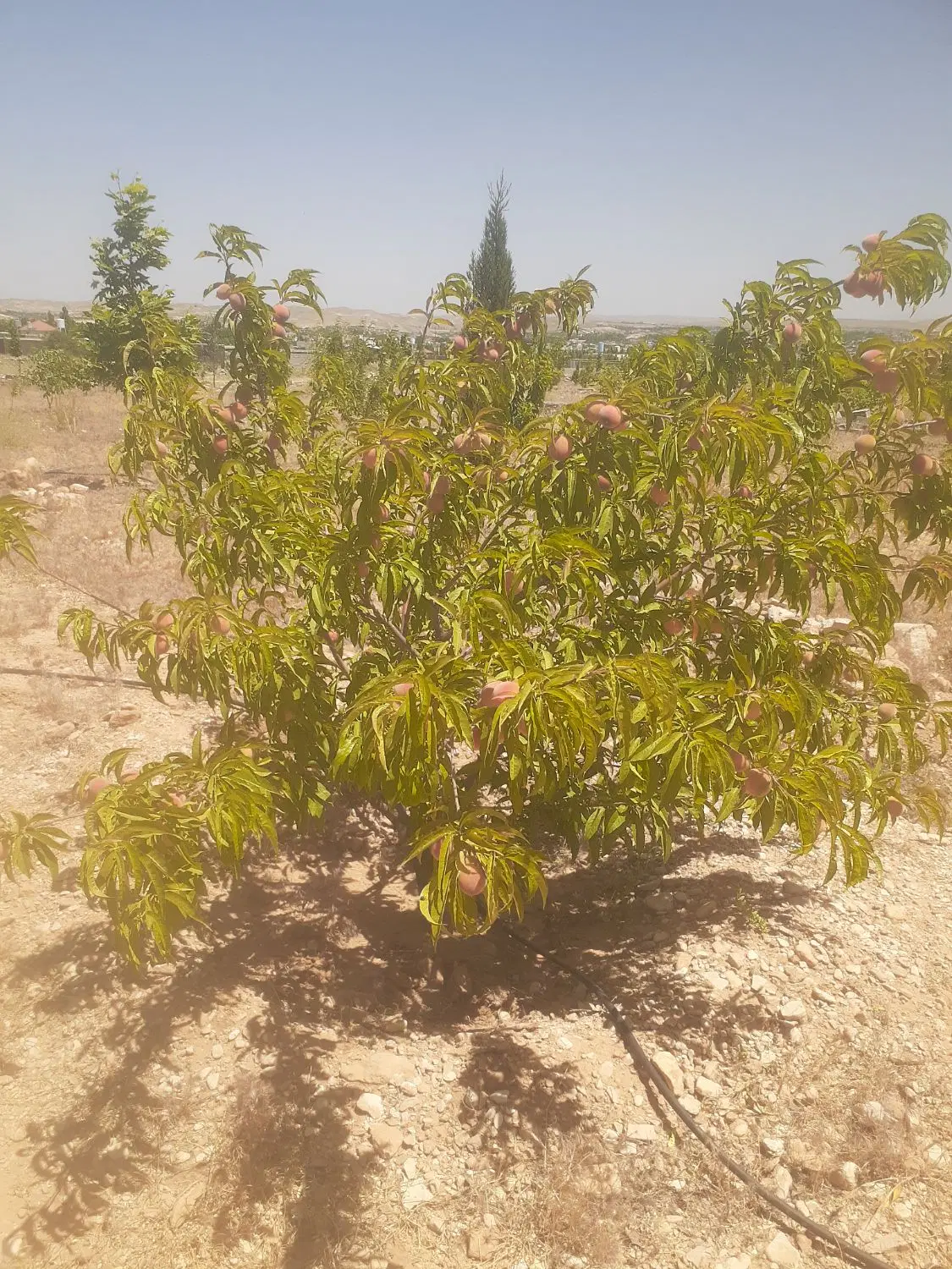 فروش زمین هکتاری