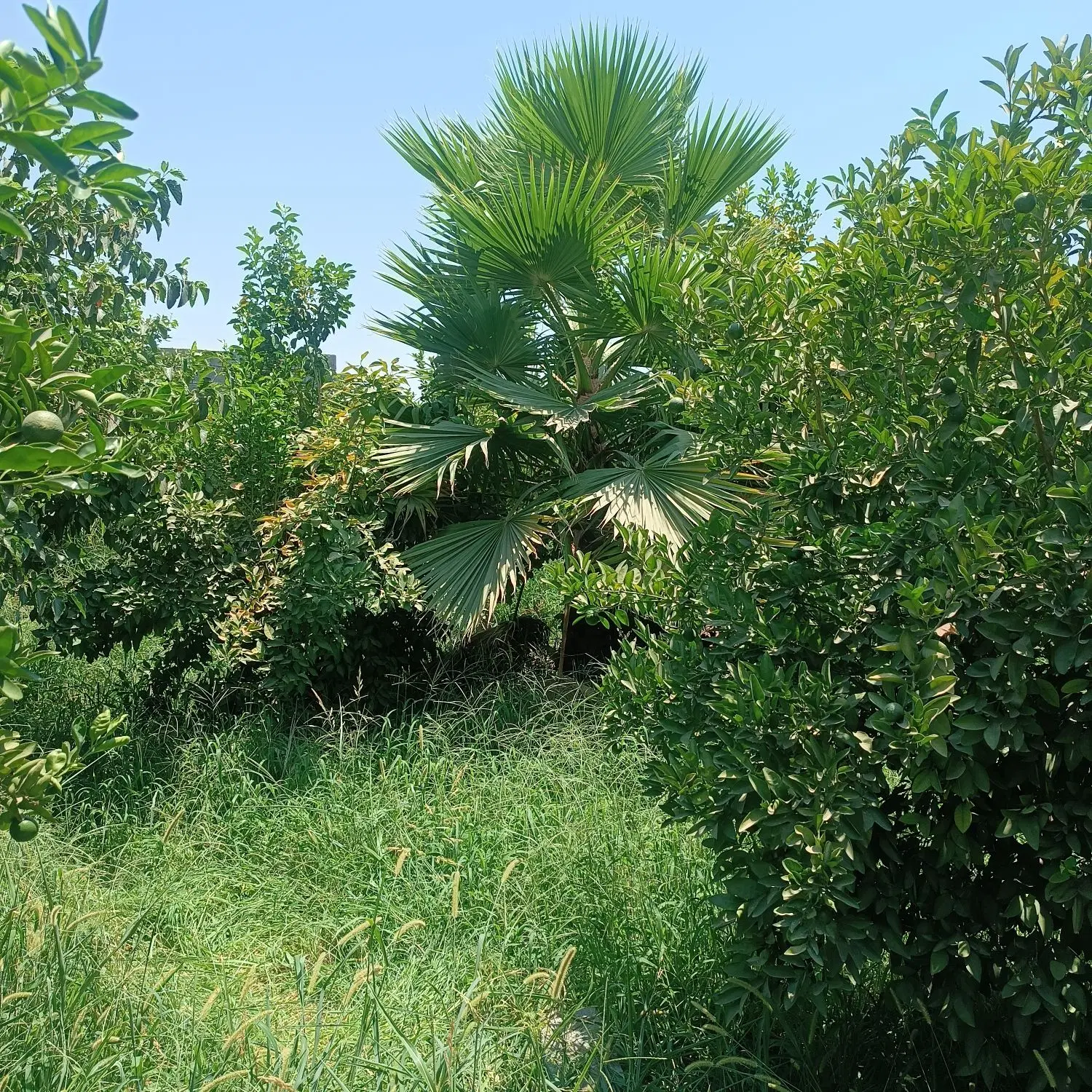 باغچه کوچه باغ گلستان