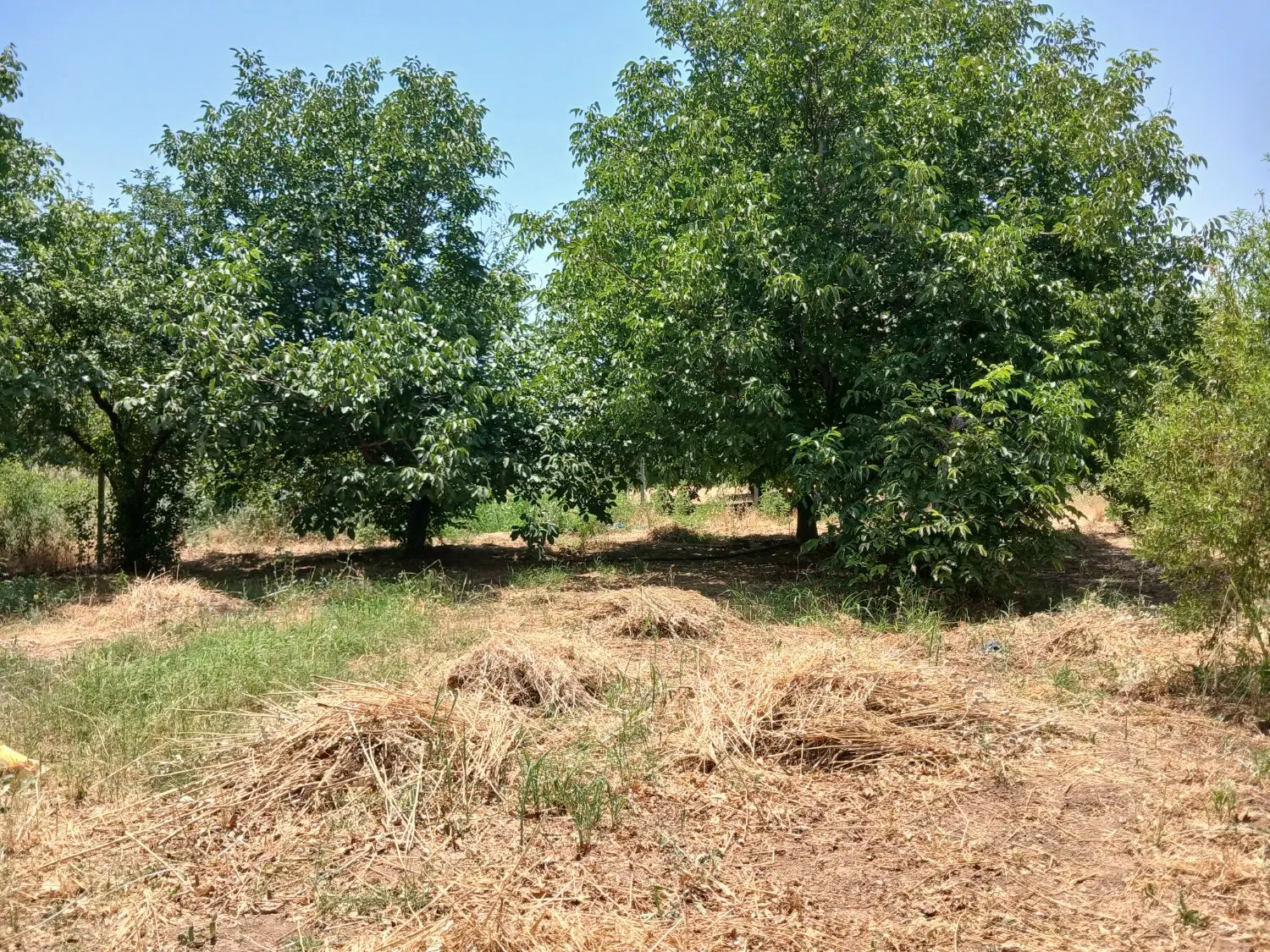 3هکتارزمین ابی سراب نیلوفر