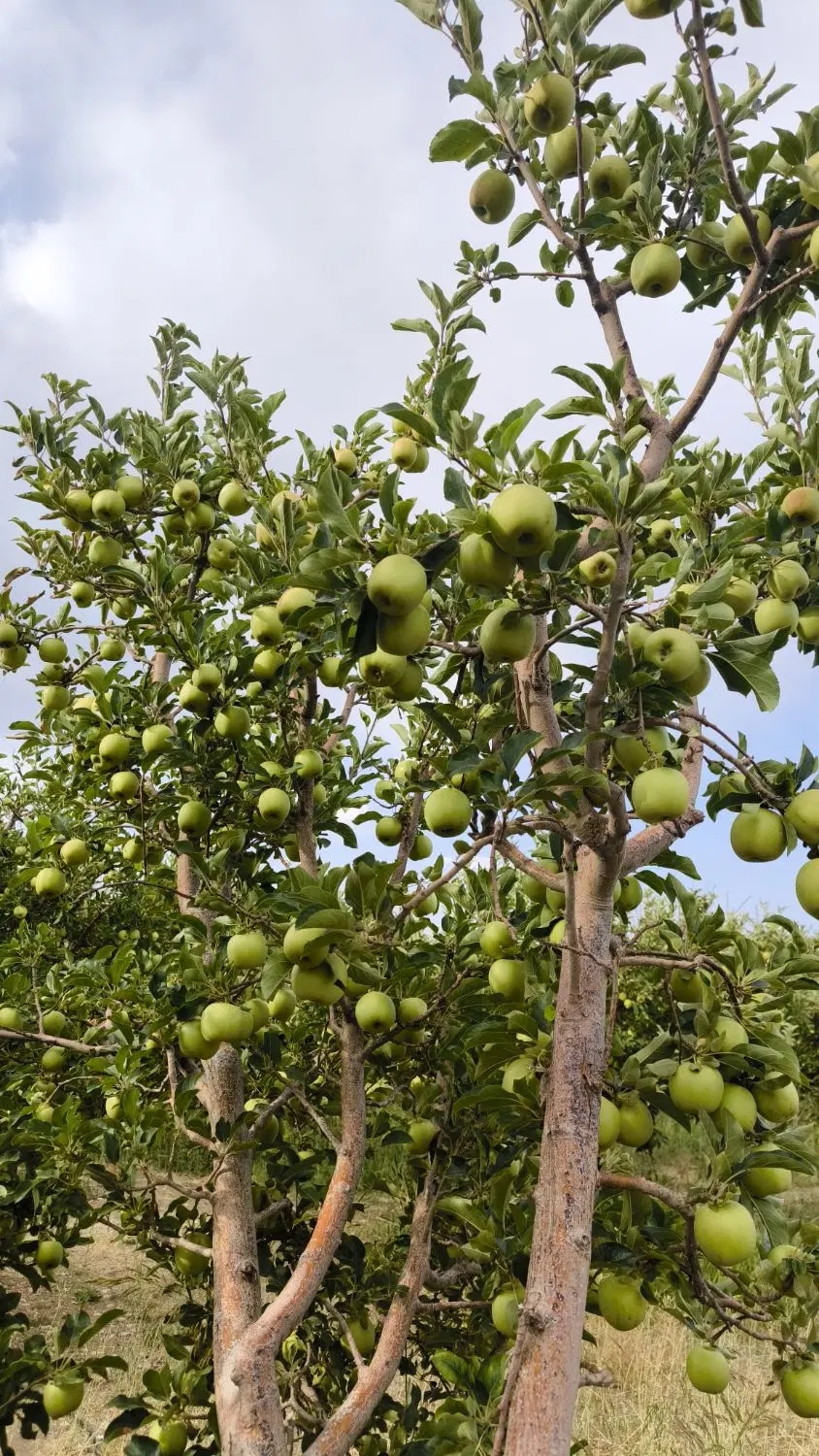 فروش ۱۰۰۰متر باغ در روستای کاکان روستای حسین خانی