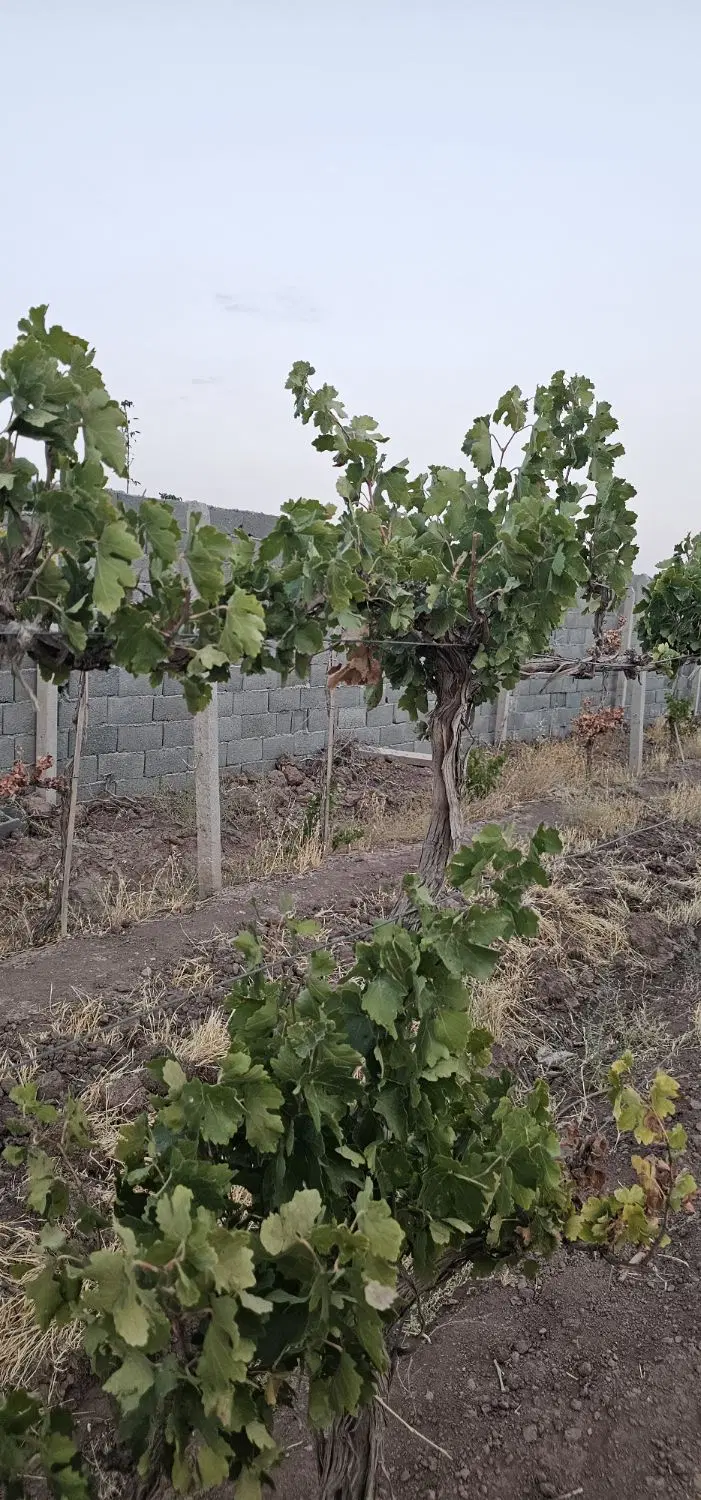 معاوضه با خودرو یا طلا اقساطی باغ باغچه چهاردیواری