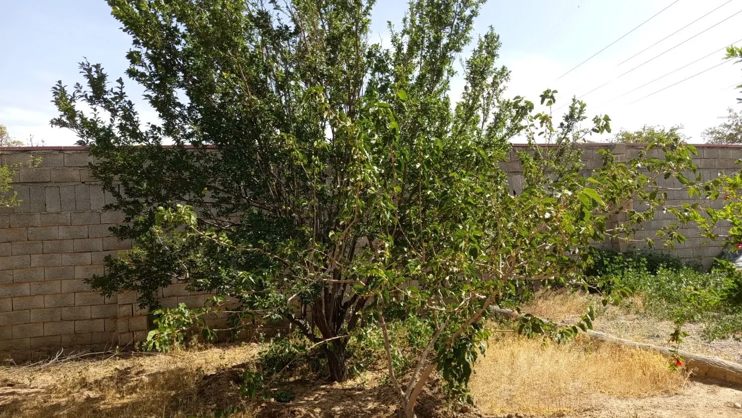 باغ هزار متری گلدشت معاوضه با ....