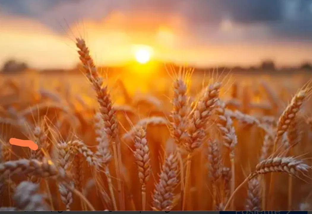 زمین کشاورزی دیم