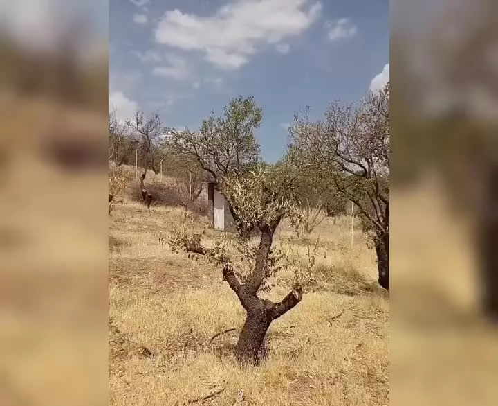 باغ تک برگ سند با فنس