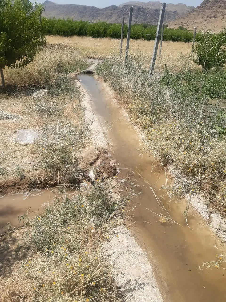 باغچه 950متری شلیل کمالوند