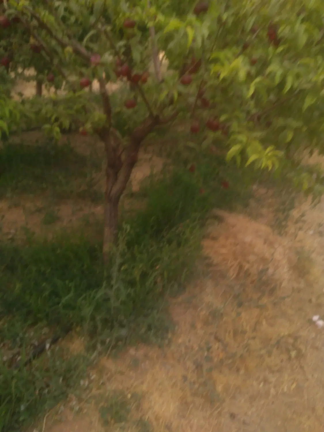 فروش زمین کشاورزی به متراژ هزارمتر