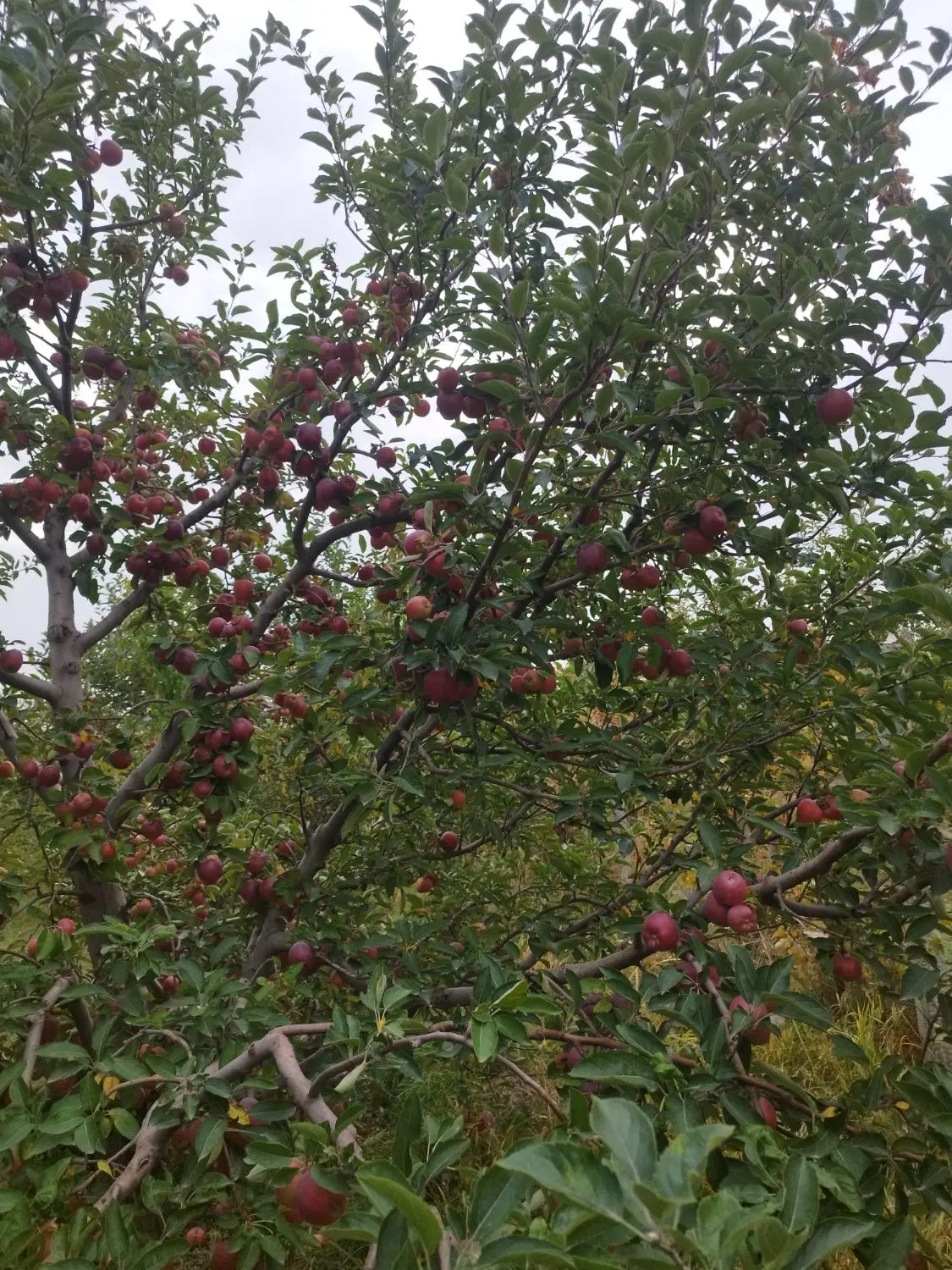 اجاره باغچه سیب درختی قرمز وسفید